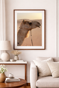 Camel Breeze