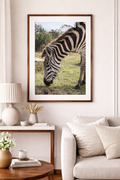 Serengeti Zebra