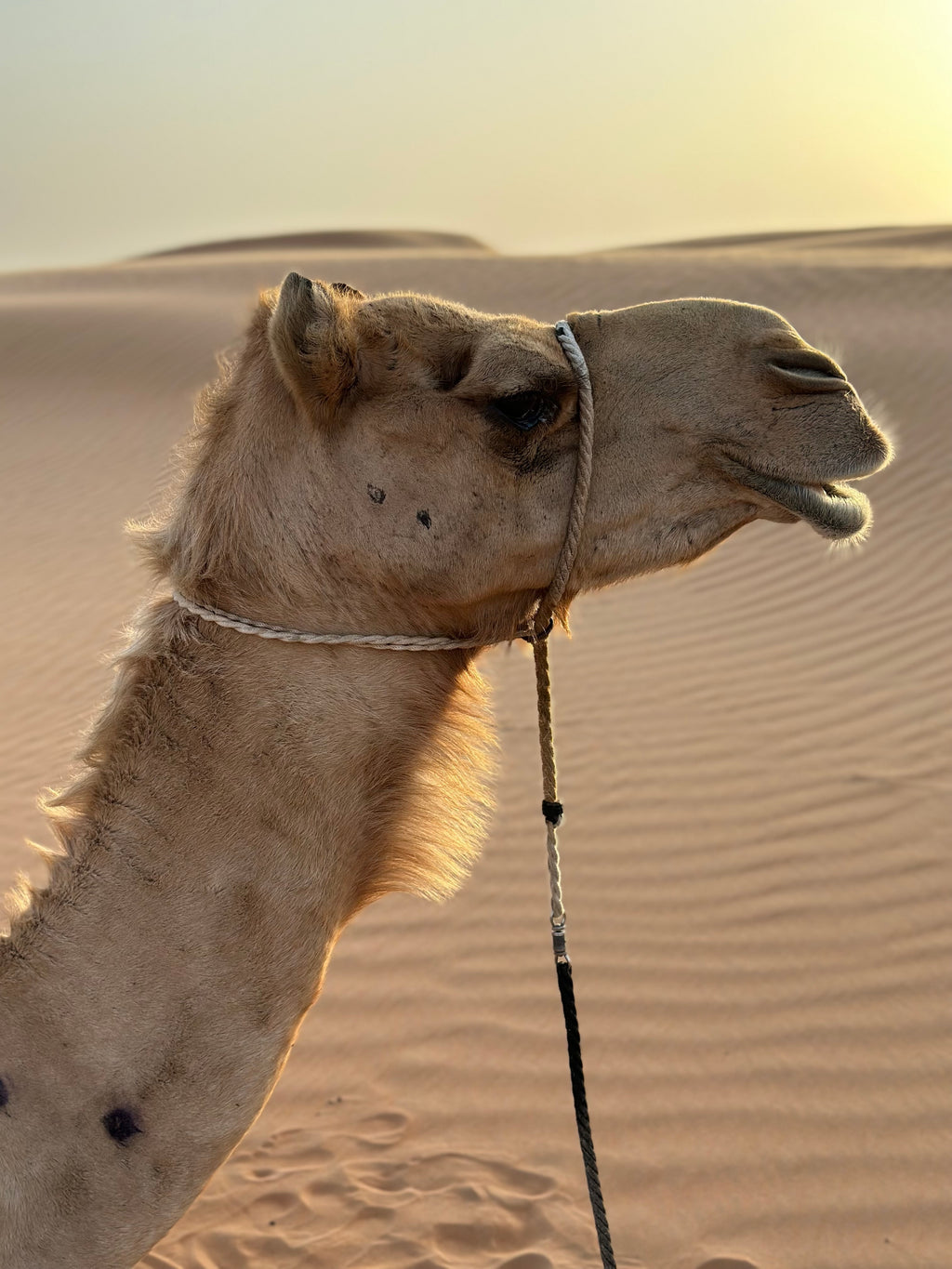 Camel Breeze