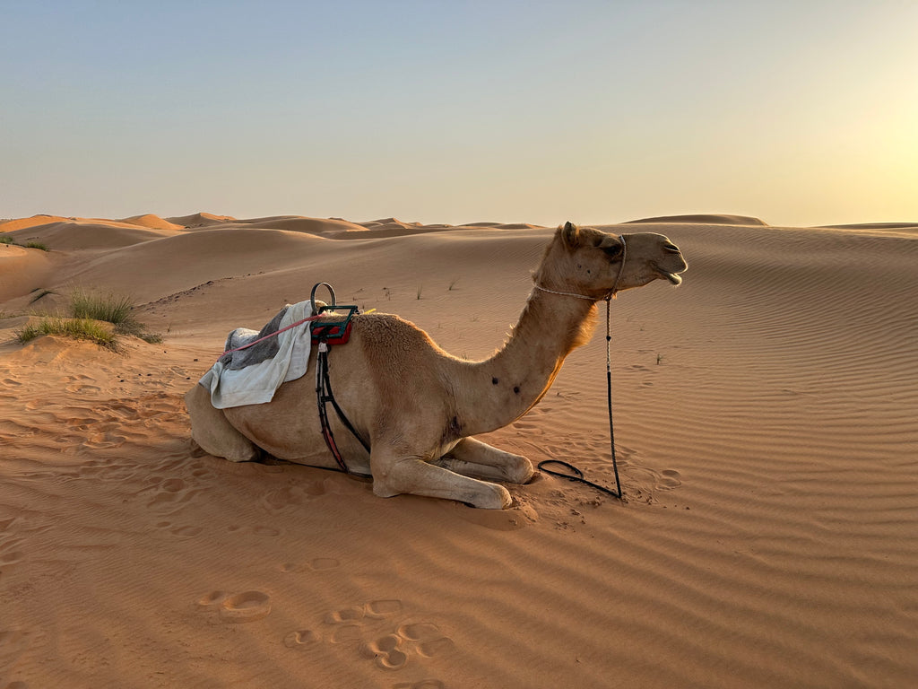 Camel rest