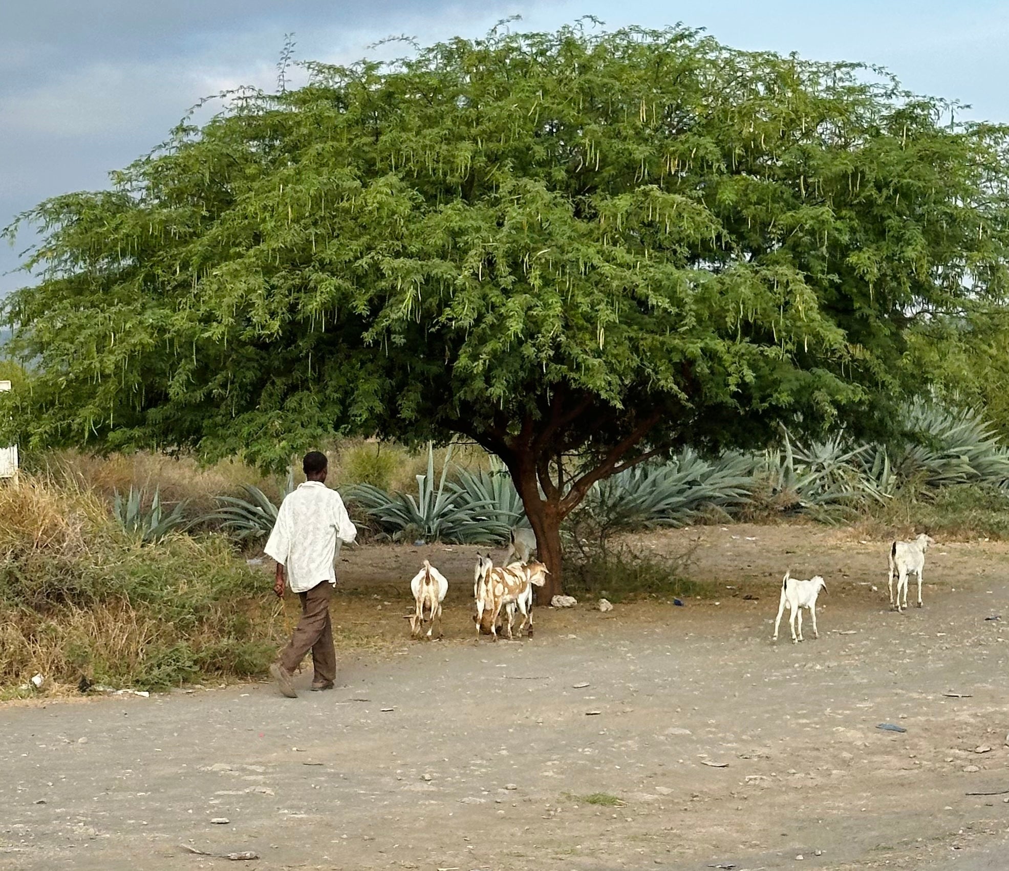 Guardian of the Goats