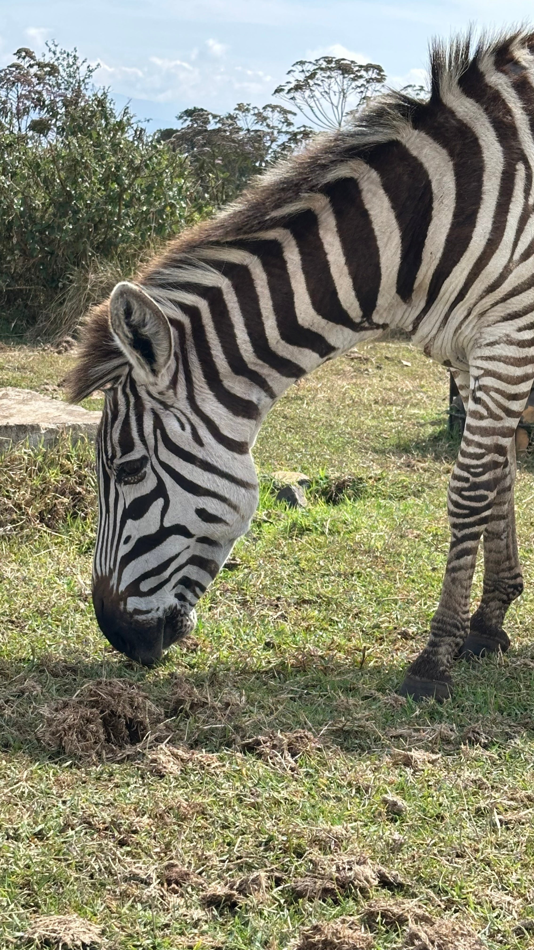Serengeti Zebra