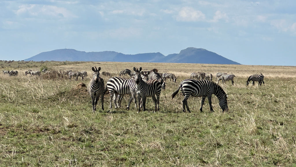 The Zebra Herd