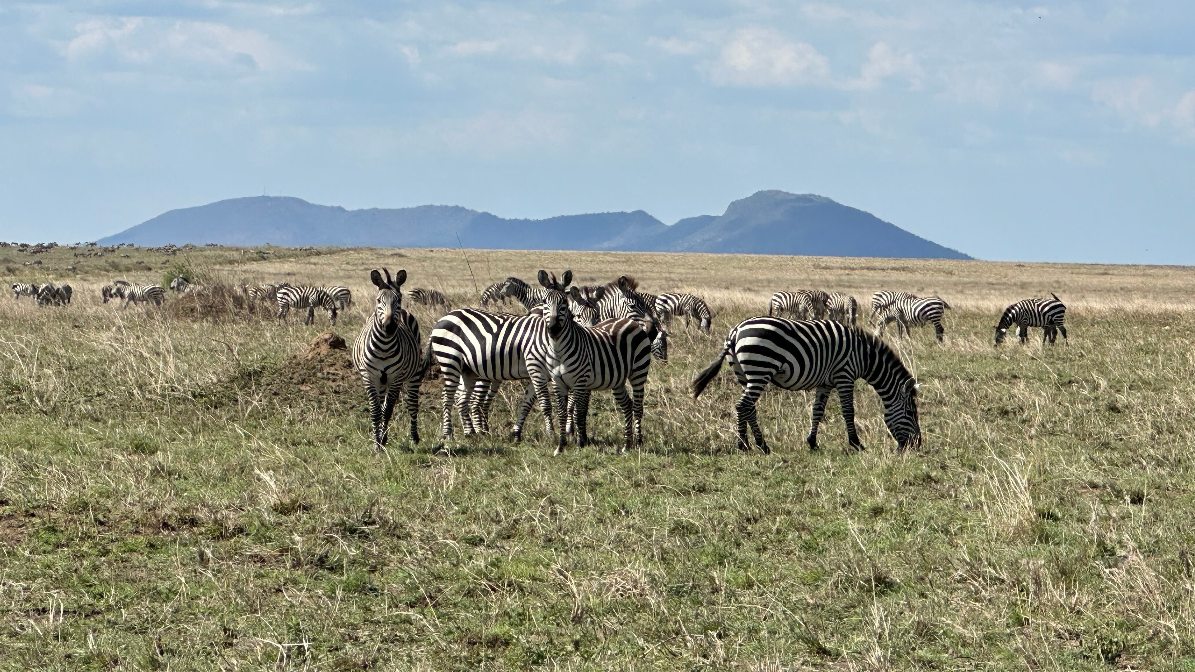 The Zebra Herd